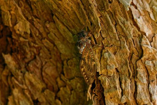 Photo, abra zemi, insect, natural, 