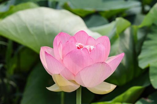 Lotus flower, JPG Lotus flower, JPG
