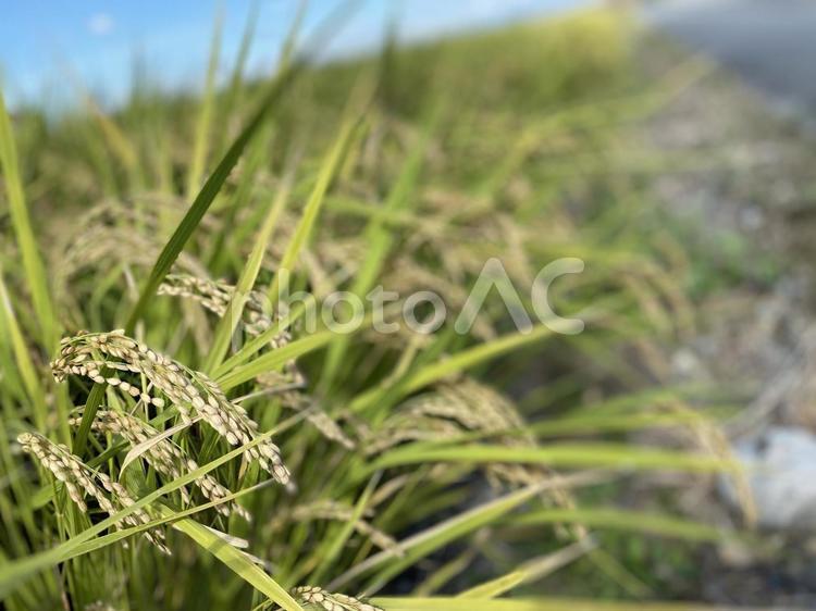 稲のある風景 稲,稲作,米の写真素材