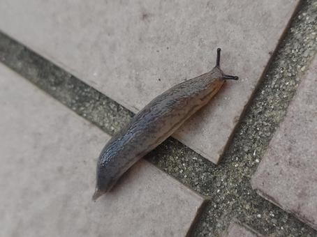 地を這うナメクジ 地を這うナメクジ ナメクジ,軟体動物,梅雨の写真素材