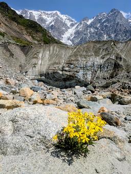 シュハラ氷河 シュハラ氷河,氷河,雪山の写真素材