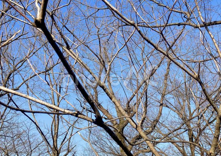 樹木 樹木,木,枝の写真素材