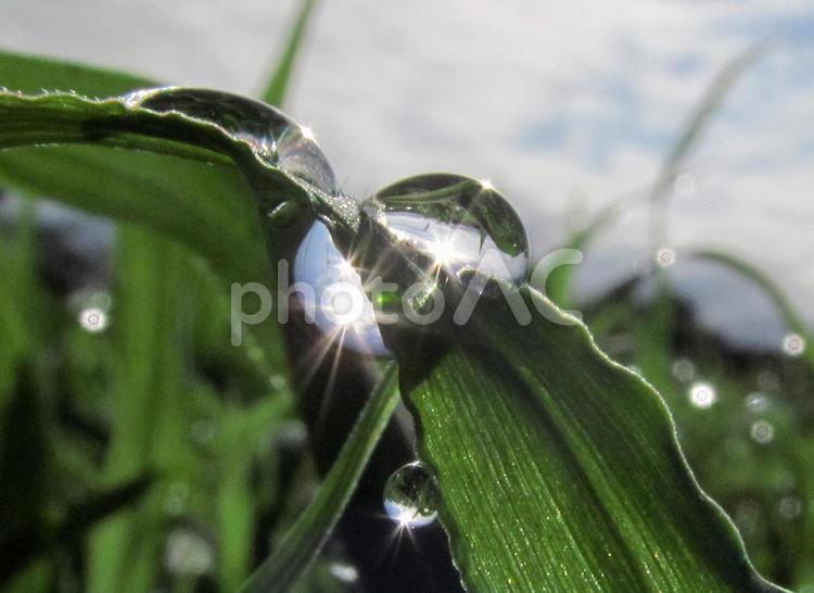水滴と朝の光Water drops 水滴,しずく,朝つゆの写真素材