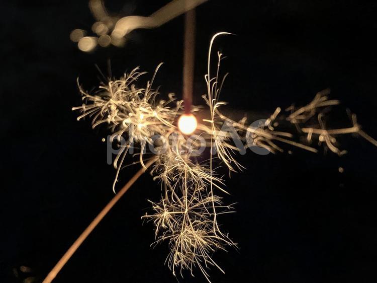 稲妻走る線香花火⑮ 線香花火,花火,夏の写真素材