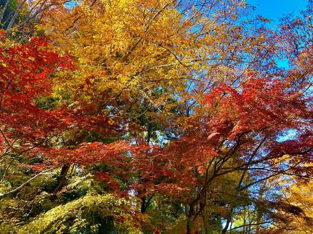 青空と紅葉 色とりどり,鮮やか,植物の写真素材