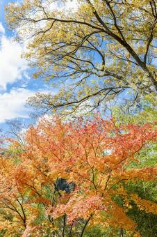 秋の紅葉と青空 紅葉,秋,もみじの写真素材