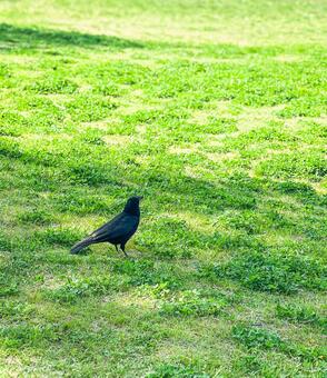 芝生の上で羽を休める黒いカラスの日常 カラス,烏,鳥の写真素材