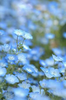 Nemophila, JPG