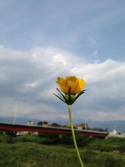 花 花の写真