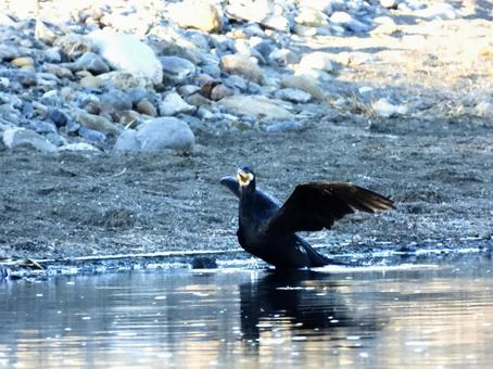 飛び立つカワウ 飛び立つカワウの写真
