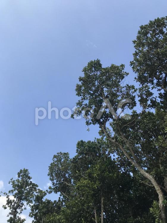 草木の緑と空の青（縦ヴァージョン） 空,sky,草の写真素材
