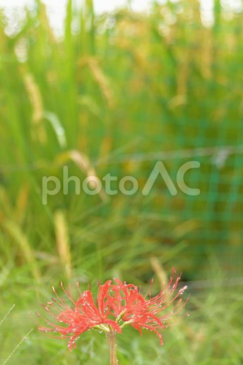 北嵯峨彼岸花3 花,自然,赤の写真素材