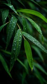 雨上がりの緑:葉に宿る水滴の輝き 雨上がりの緑:葉に宿る水滴の輝きの写真