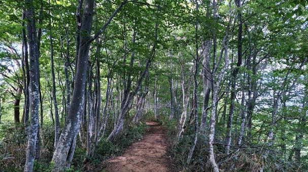 ブナ林の登山道 登山道,山道,登山の写真素材