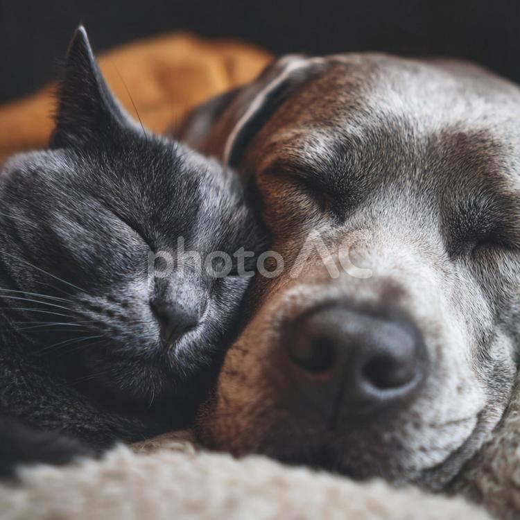 寄り添って眠る犬と猫 犬,猫,寄り添うの写真素材