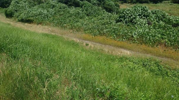 河川敷の草むらの写真