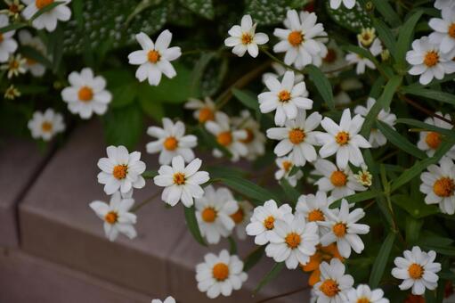 白い花壇 花,植物,風景の写真素材