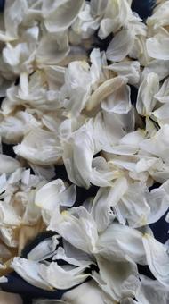 風景 花びら,敷き詰める,背景の写真素材