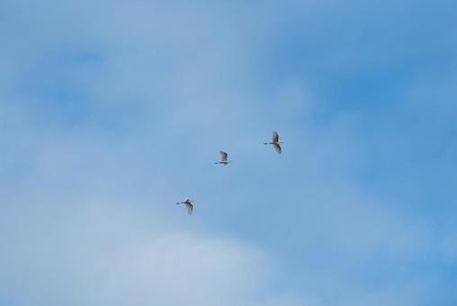 A flock of great egrets gracefully flying in the sky, JPG A flock of great egrets gracefully flying in the sky, JPG