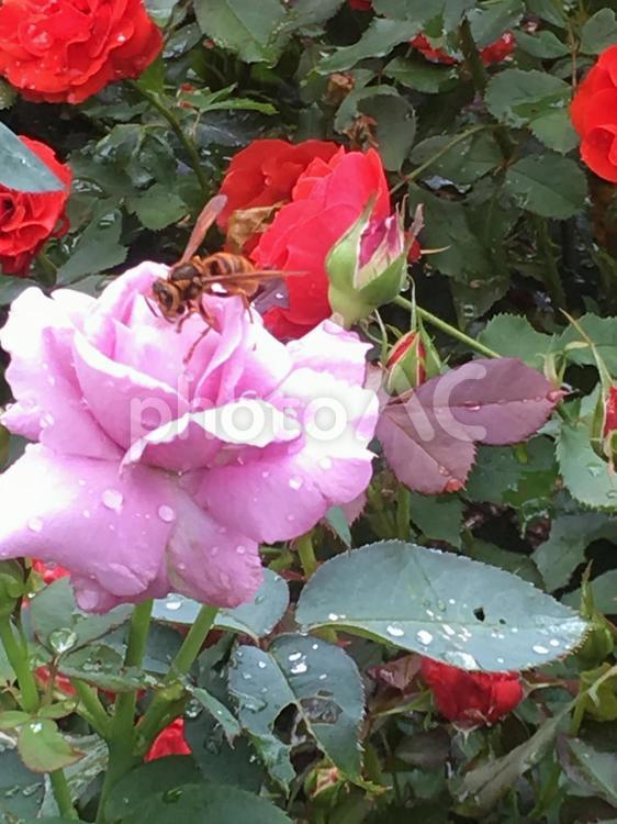 雨上がりの薔薇にミツバチ 花,バラ,自然の写真素材