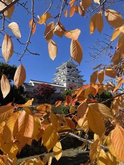 福山城 福山城,お城,城の写真素材