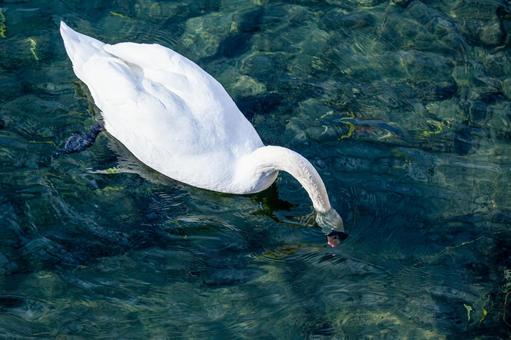 池を泳ぐ白鳥 池を泳ぐ白鳥 白鳥,ハクチョウ,スワンの写真素材
