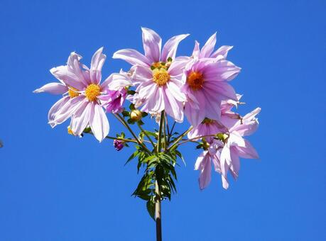 【花の写真】皇帝ダリア 皇帝ダリア,コウテイダリア,植物の写真素材