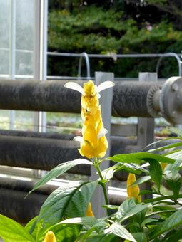 温室の一角で育つパキスタキス・ルテア パキスタキス,ルテア,植物の写真素材