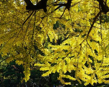 イチョウの紅葉 イチョウの紅葉の写真