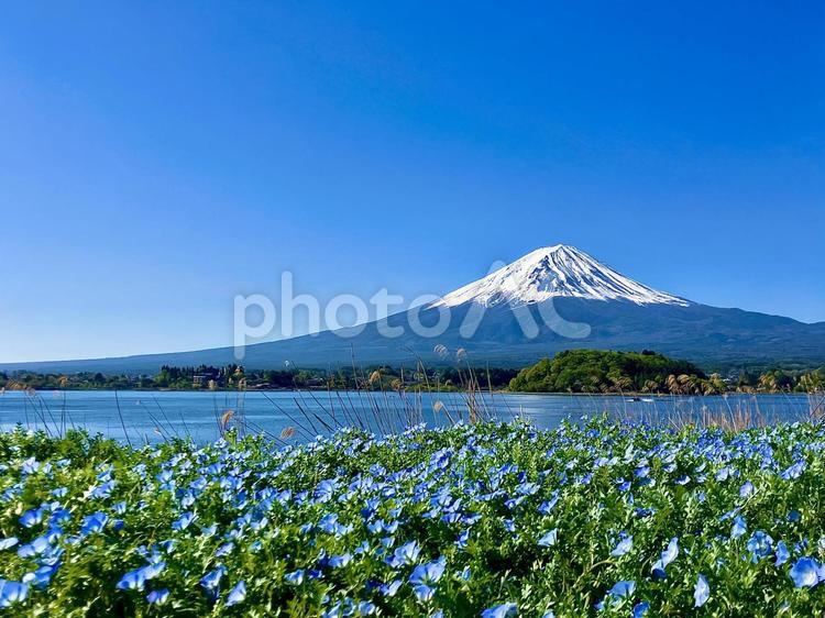 富士山と河口湖大石公園のネモフィラ② 富士山,河口湖,湖畔の写真素材