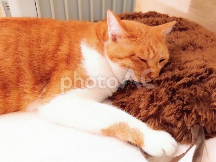 ぐったりしている猫 猫,ぐったり,うつ伏せの写真素材