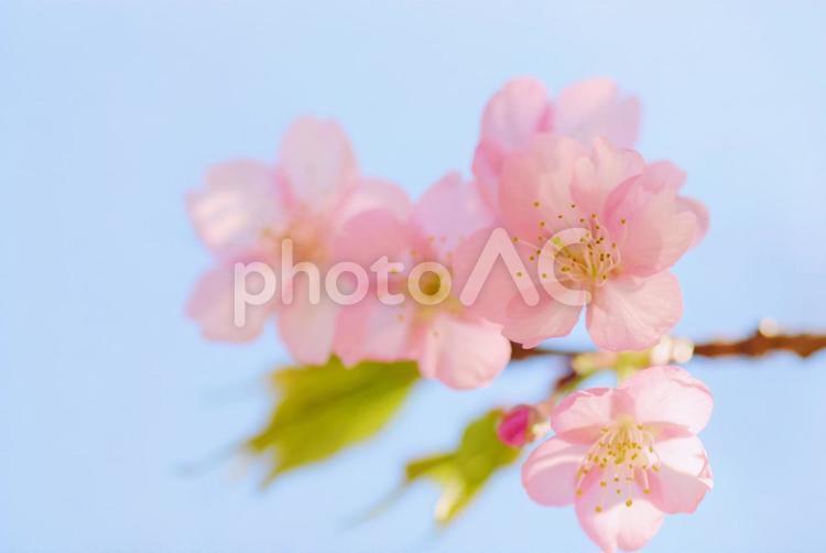 春のかわいいピンクの桜と青空 桜,サクラ,さくらの写真素材