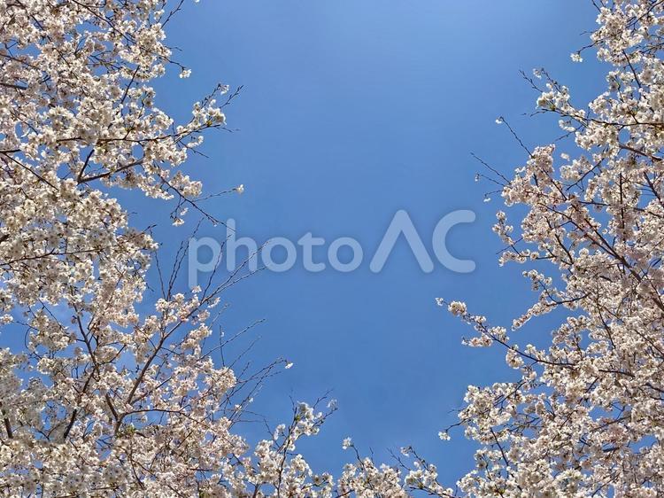 青空と桜のフレーム 桜,サクラ,桜の花の写真素材