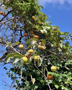 柿と空 柿と空の写真