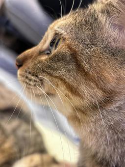 凛々しい横顔の猫 猫,ネコ,動物の写真素材
