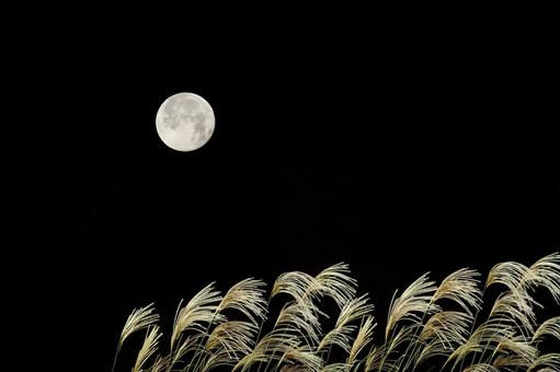 満月の夜とススキ 満月の夜とススキ 満月,中秋の名月,ススキの写真素材