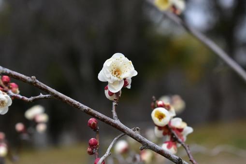 白梅 白梅の写真