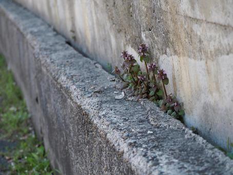 コンクリートの隙間から生える植物 コンクリートの隙間から生える植物の写真