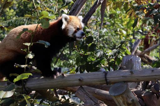 可愛いレッサーパンダ 可愛いレッサーパンダ レッサーパンダ,小動物,動物の写真素材