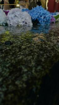 紫陽花 暗闇 紫陽花 暗闇の写真