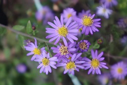 細葉紺菊 野紺菊,花,flowerの写真素材