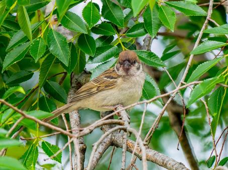 枝にとまるスズメ 枝にとまるスズメ スズメ,雀,鳥の写真素材