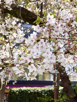 春に輝く美しい桜の花 春に輝く美しい桜の花 桜,春,花の写真素材