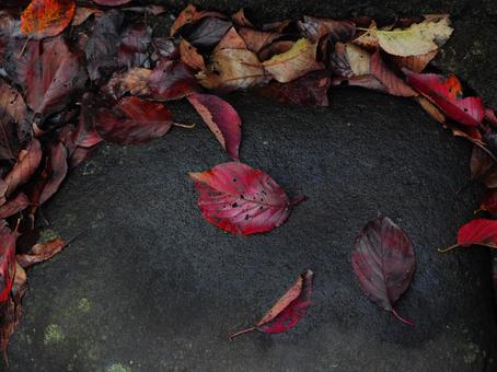 濡れた落ち葉 落ち葉,秋,色の写真素材