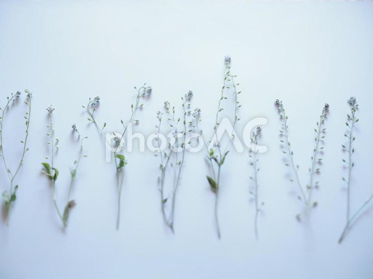 野草を並べた背景 花,野草,白の写真素材