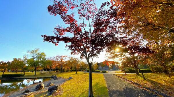 紅葉の北部公園（金沢） 紅葉,秋,公園の写真素材