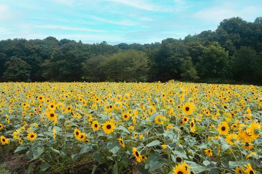 武蔵丘陵森林公園のひまわり畑 武蔵丘陵森林公園のひまわり畑 武蔵丘陵森林公園,ひまわり,向日葵の写真素材