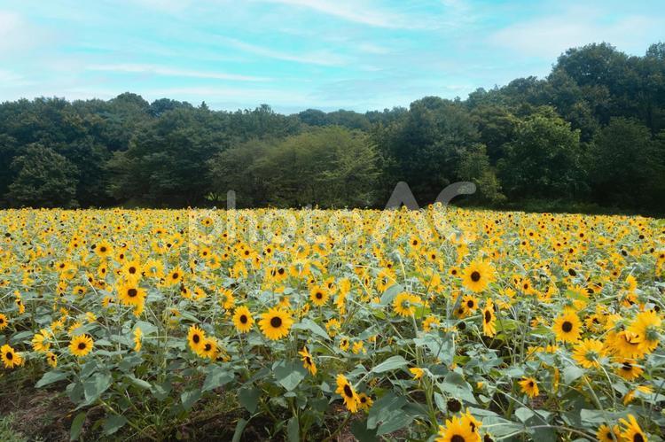 武蔵丘陵森林公園のひまわり畑 武蔵丘陵森林公園,ひまわり,向日葵の写真素材
