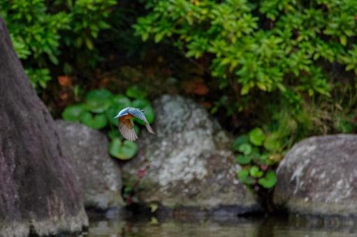 カワセミが飛んだの写真