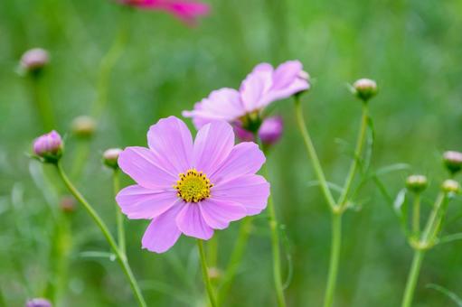 淡いピンクのコスモスのクローズアップ 淡いピンクのコスモスのクローズアップ コスモス,花,ピンクの写真素材